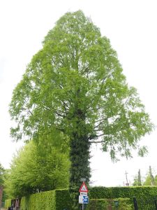 Chinese moerascipres-LA-Oirschot