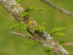 Moerascipres-LA-Oirschot