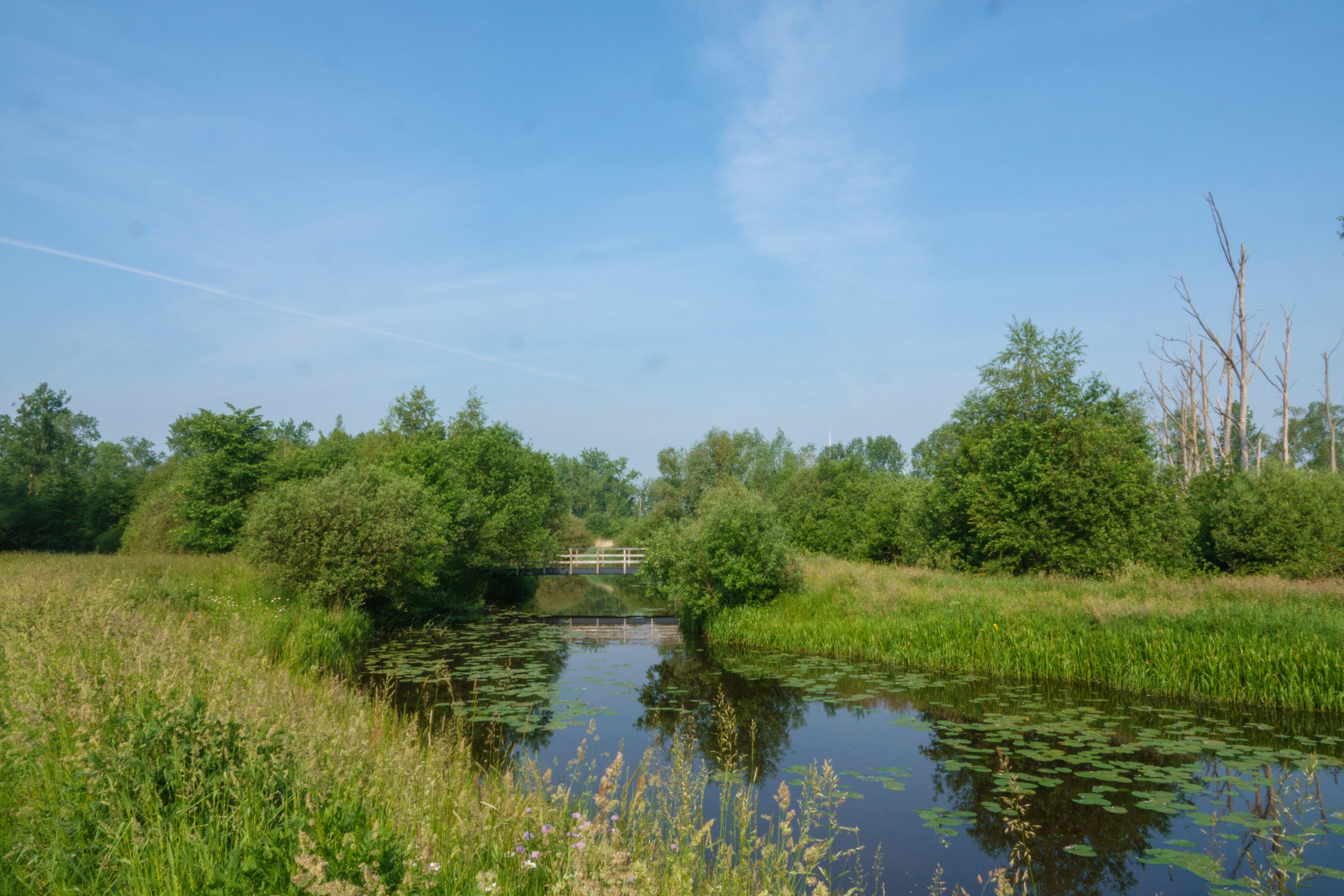 Een rustig beekje met waterlelies, omringd door groene struiken, onder een blauwe lucht.