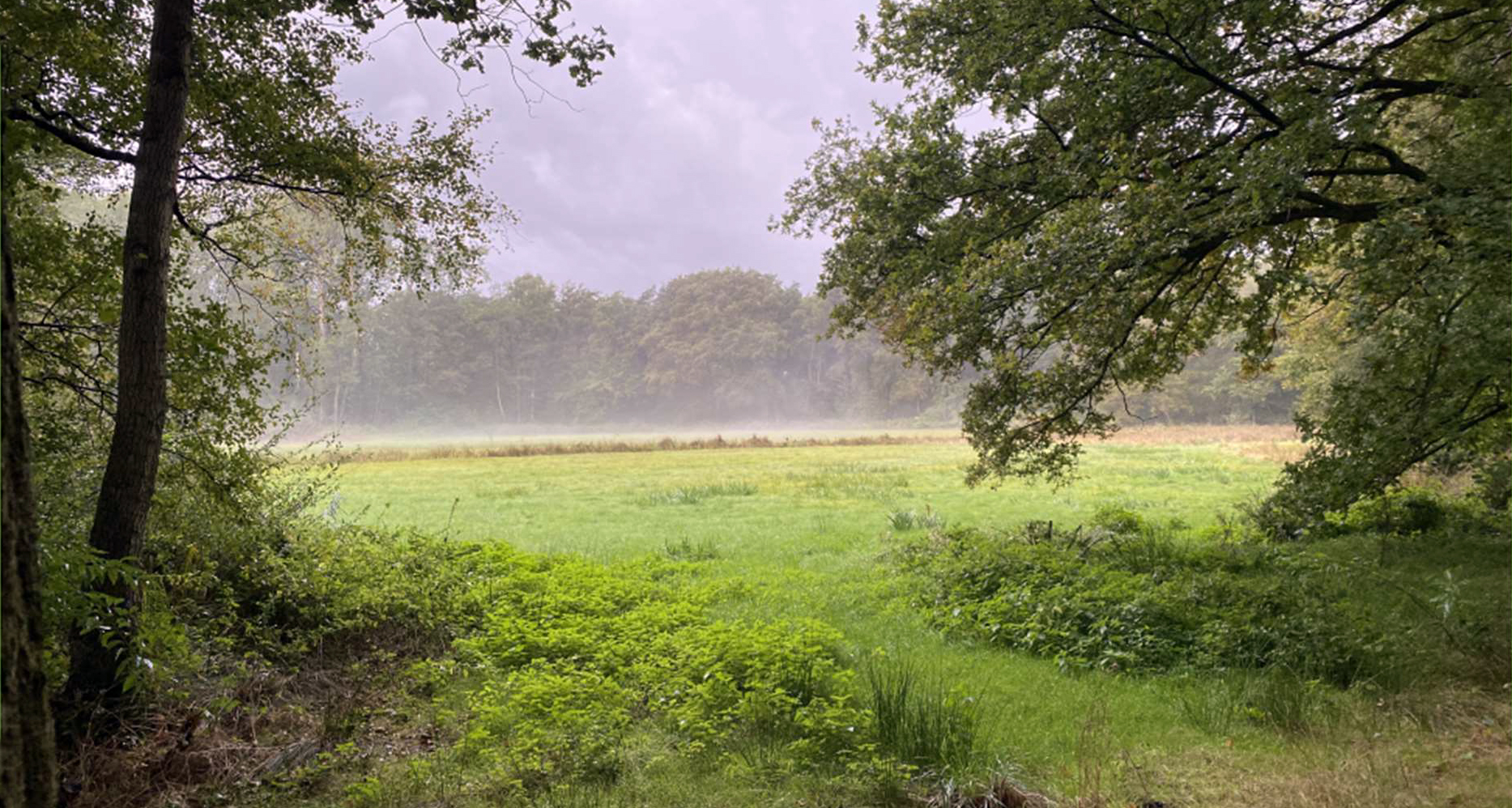 Bosrand met groen grasveld en lichte mist, omgeven door bomen onder bewolkte lucht.