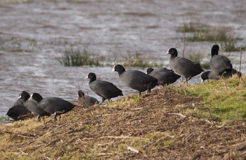Meerkoet-LA-Oirschot
