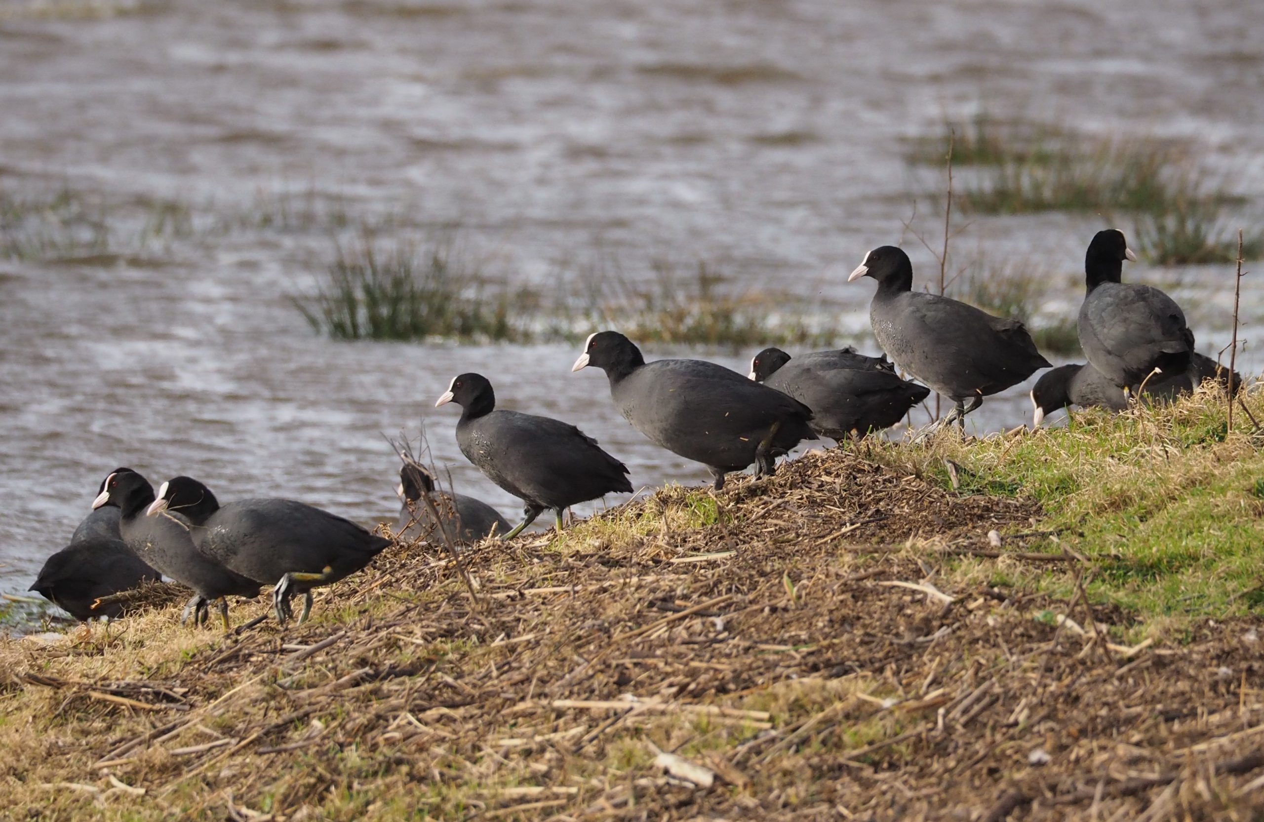 Meerkoet-LA-Oirschot