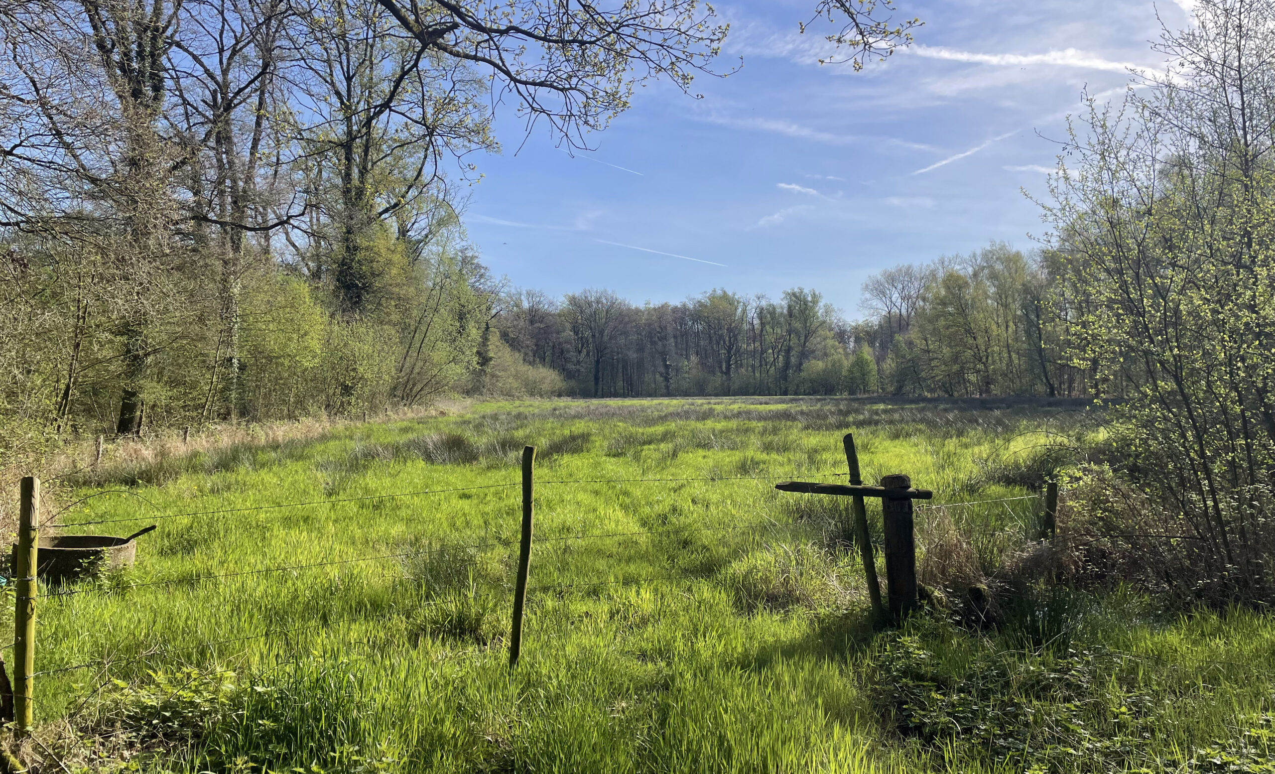 Groene open plek met gras, omgeven door bomen onder een blauwe lucht. Eenvoudig hekwerk op de voorgrond.