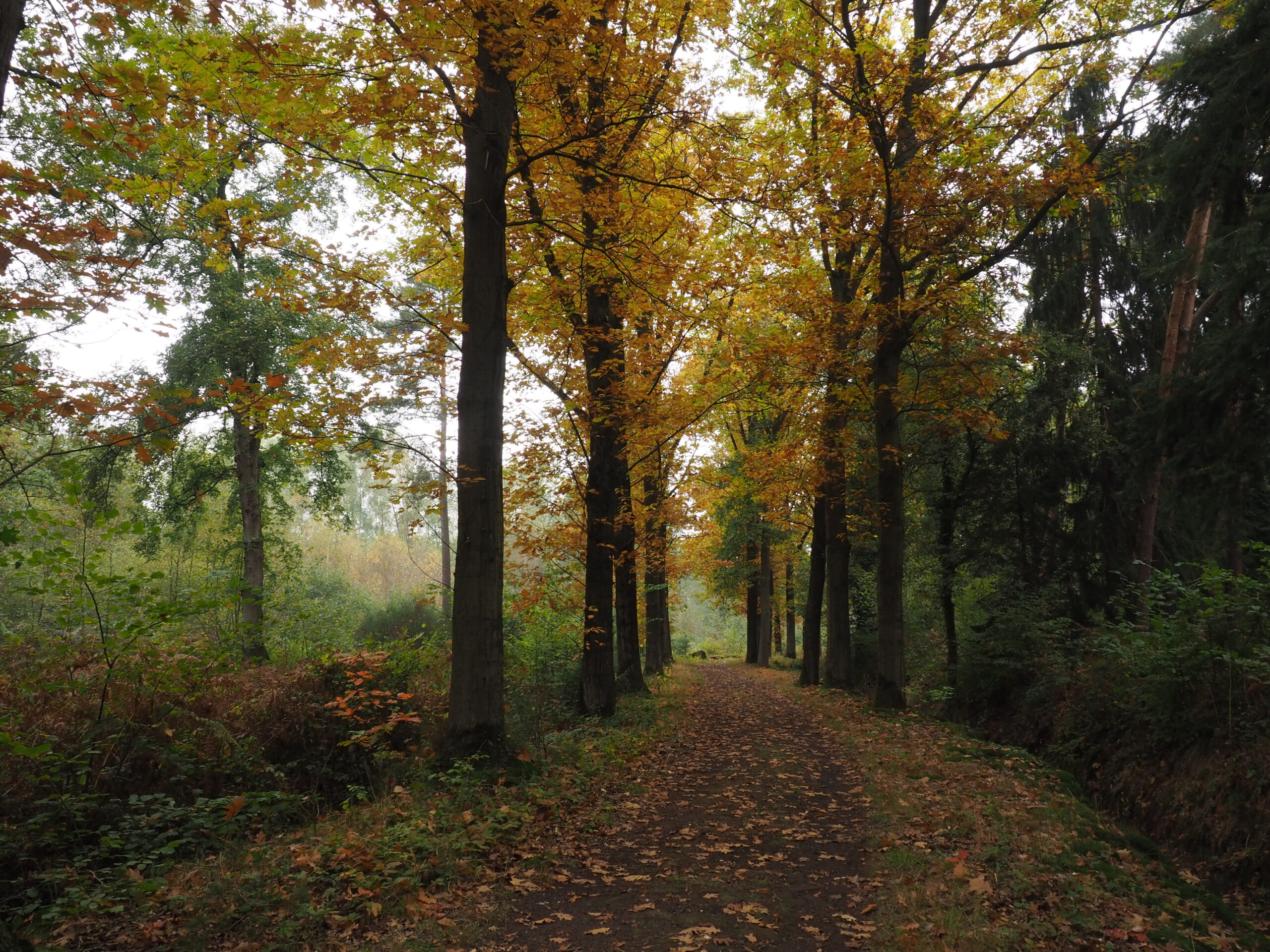 Bospaadje omringd door herfstbomen met geel en oranje bladeren.