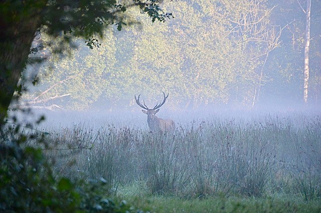 Een hert met gewei staat in een mistig veld, omgeven door bomen.