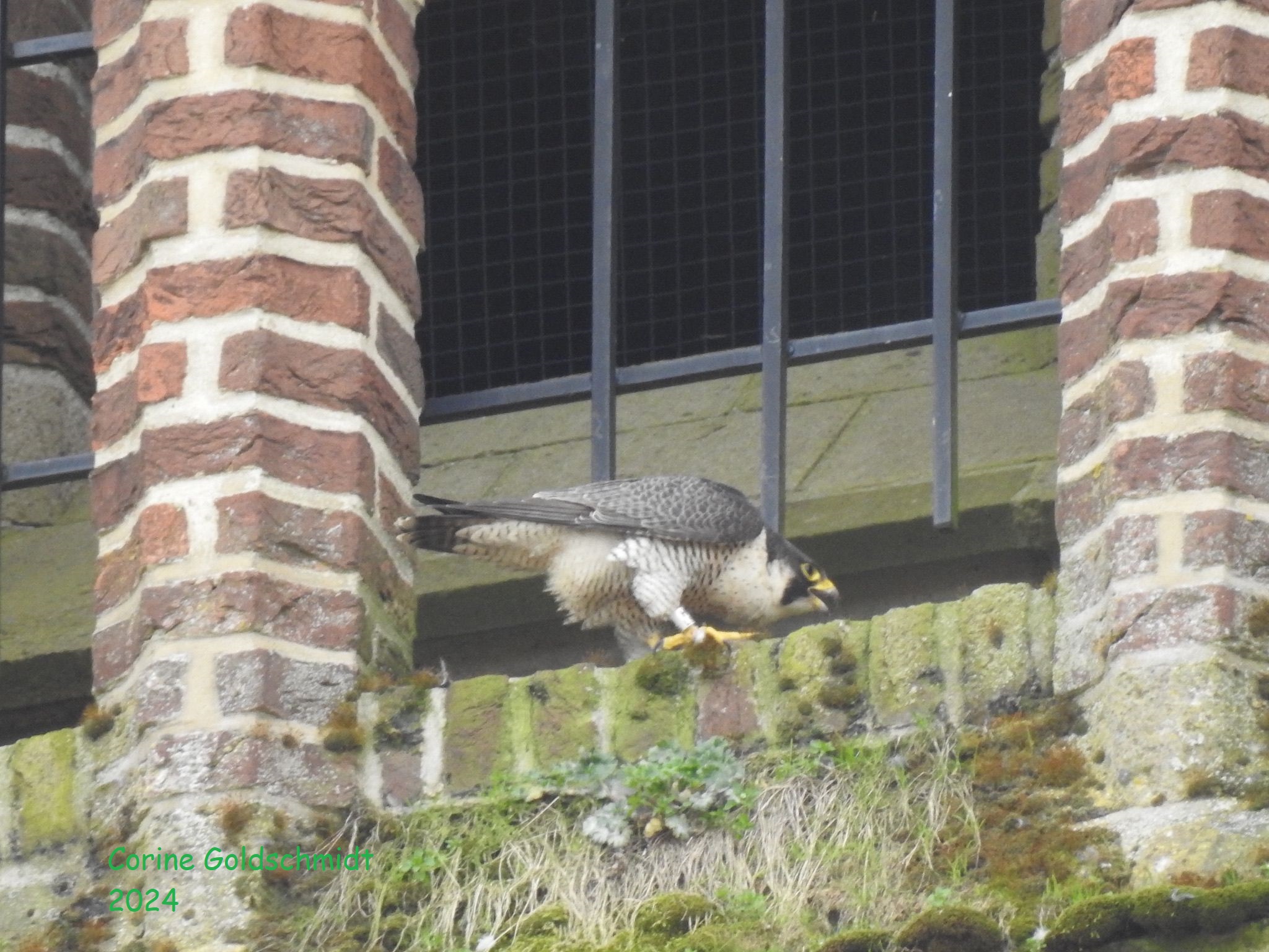 Slechtvalk zit op een met mos begroeide richel van een bakstenen gebouw, geflankeerd door tralies.