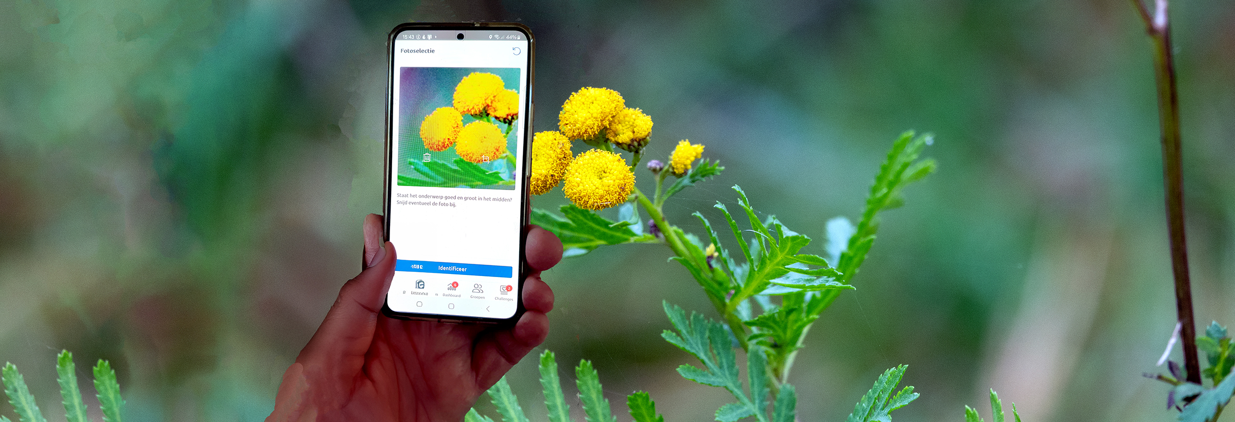 Hand houdt smartphone die bloemen identificeert; gele bloemen op achtergrond.