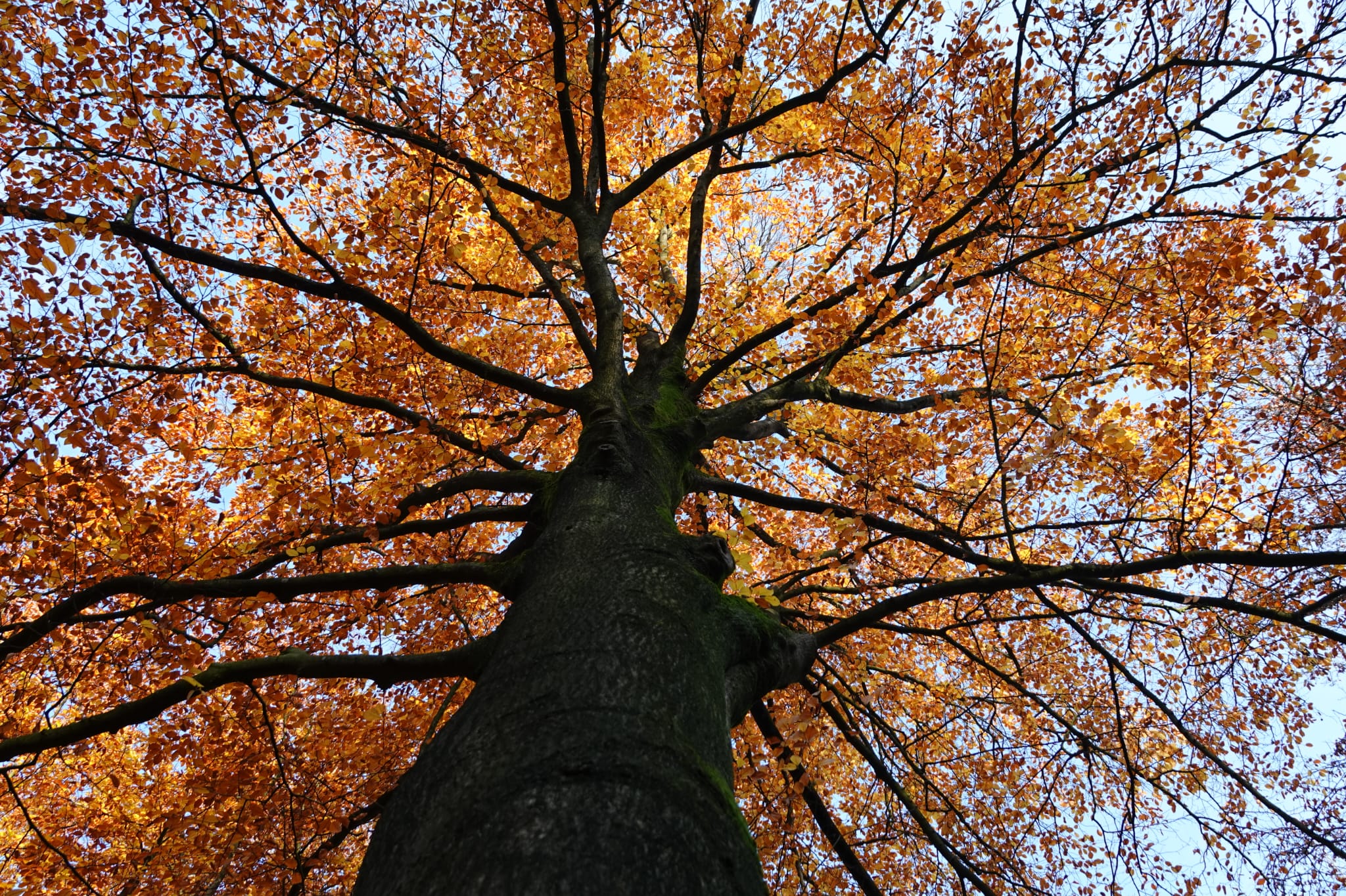 Boom met oranje herfstbladeren, gezien vanaf de stam omhoog richting de lucht.