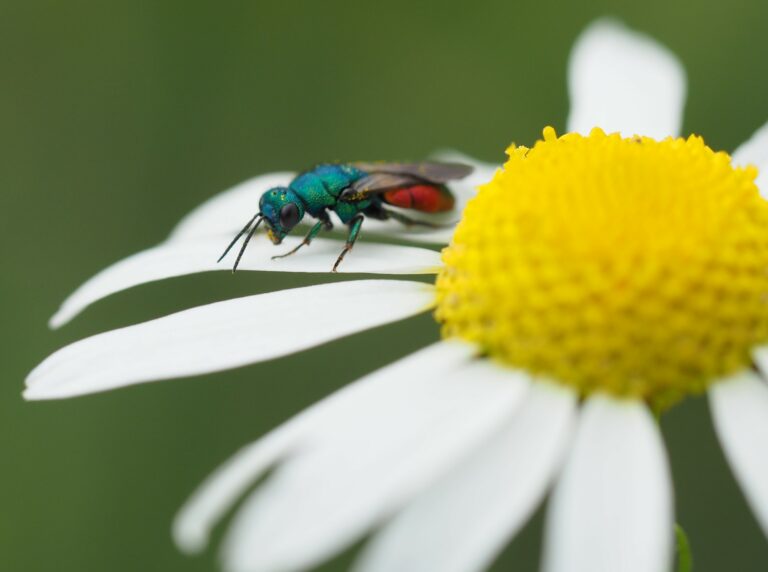Kleurrijke glanzende kever op een madeliefjebloem tegen een vervaagde groene achtergrond.