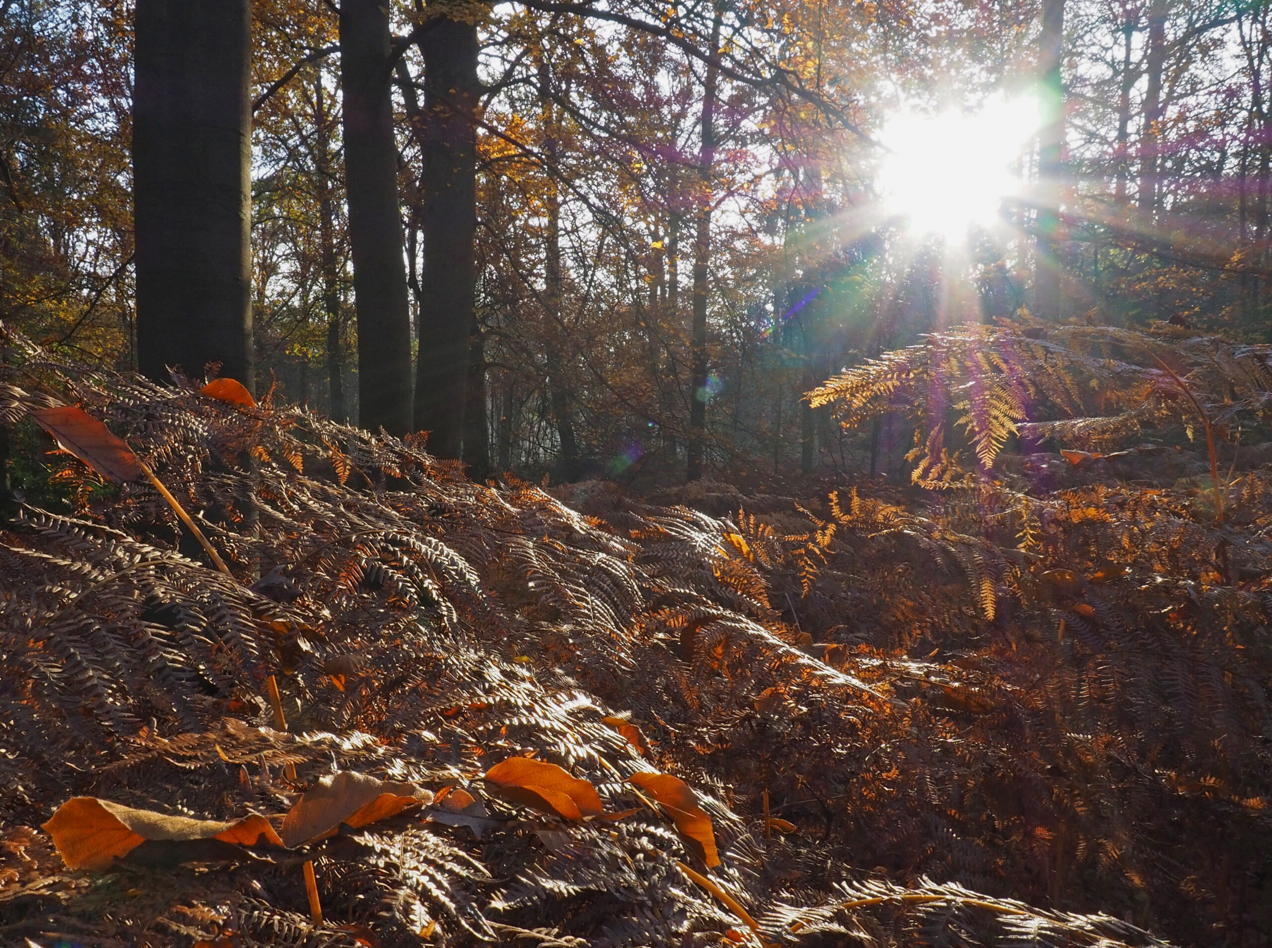 Zonnestralen door bomen verlichten bruine varens in een herfstbos.