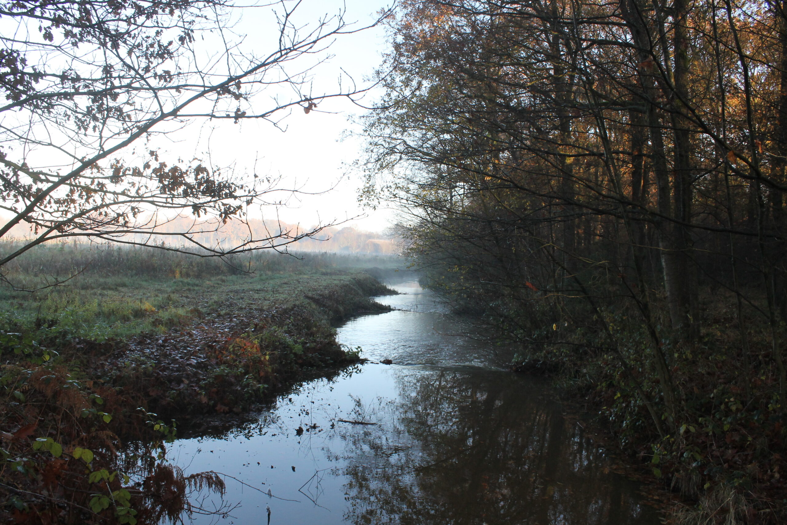 Mistige beek stroomt door herfstbos, omgeven door kale bomen en gras.