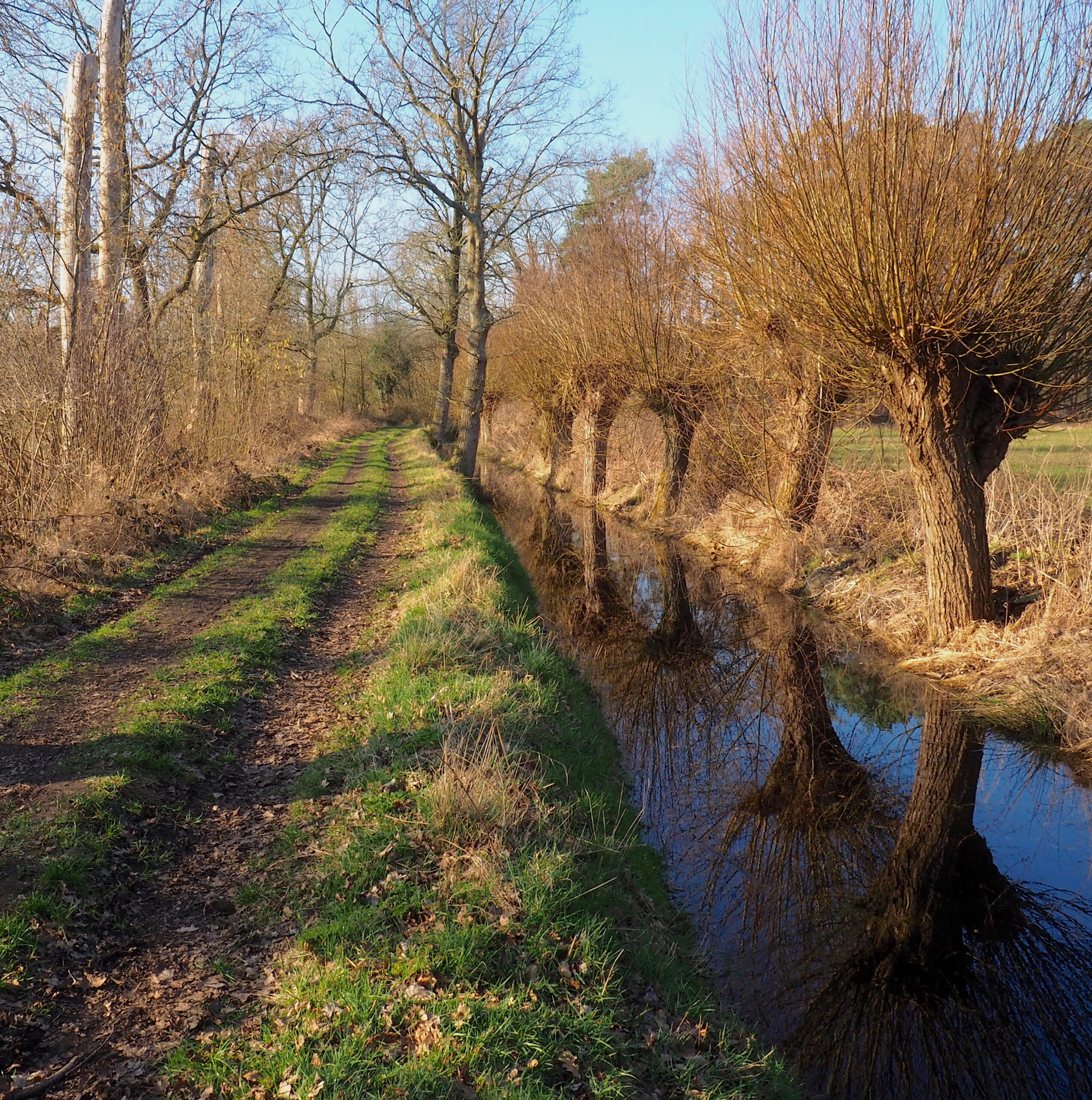 Landweg langs een sloot met wilgen, omgeven door kale bomen en begroeiing onder een heldere hemel.