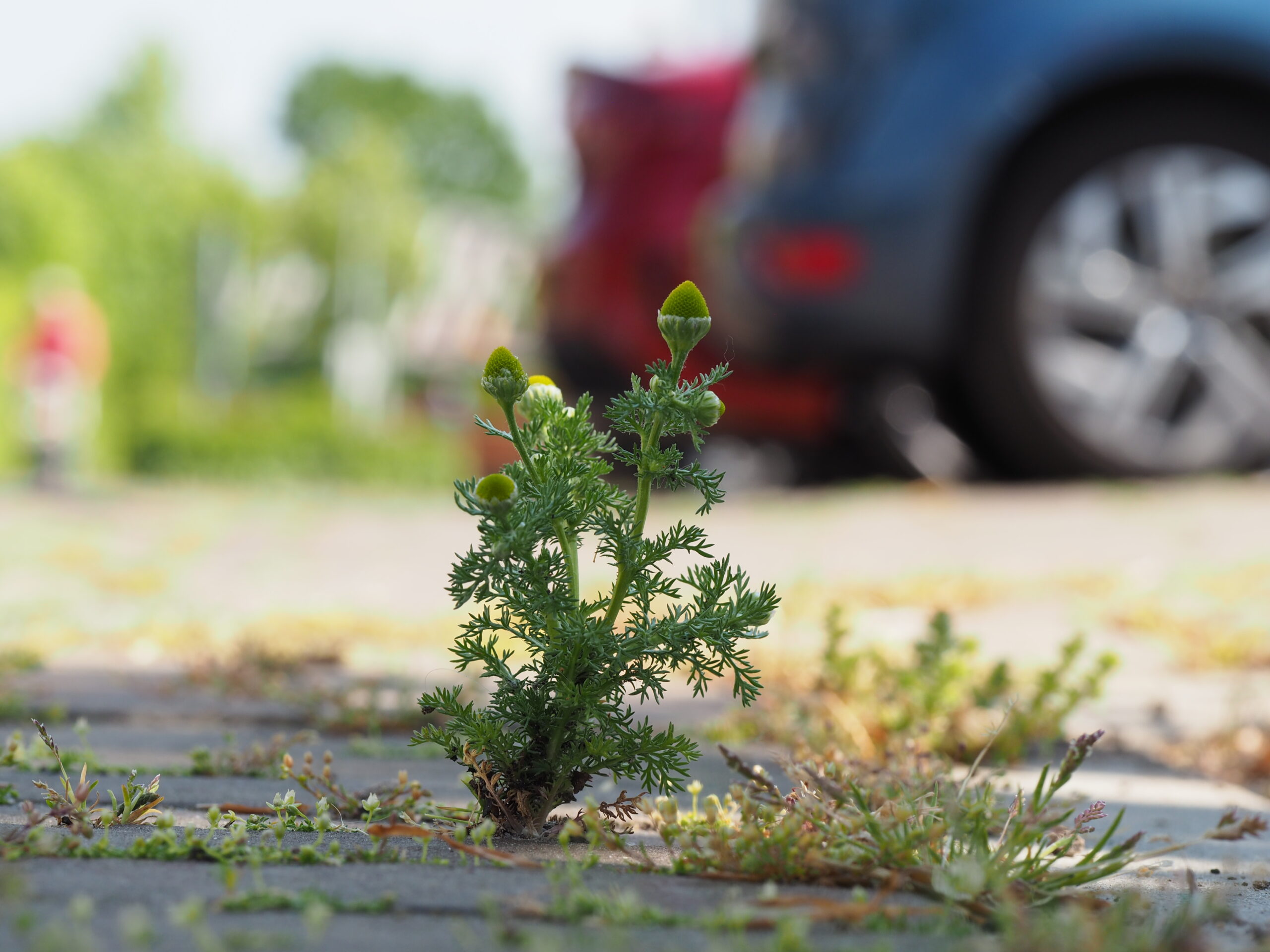 Schijfkamille-LA-Oirschot