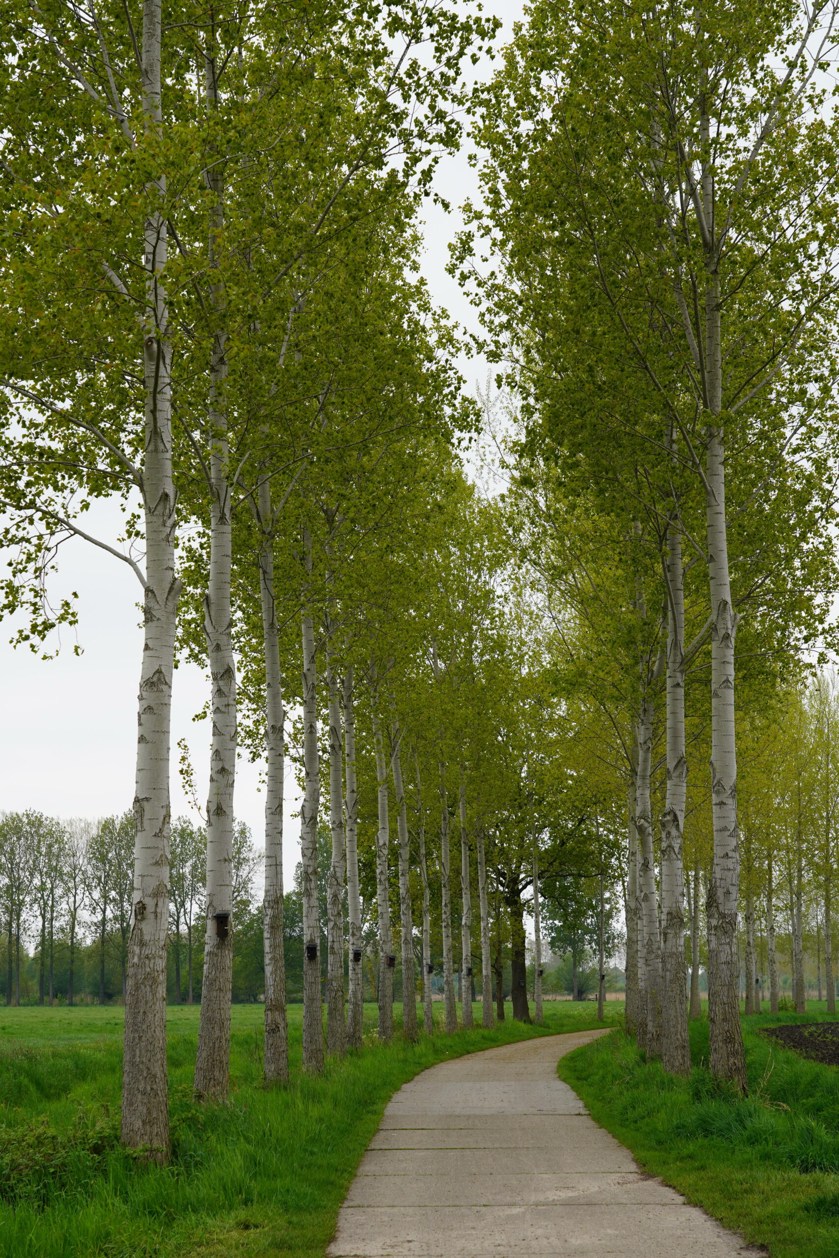 Pad omzoomd door hoge bomen met groene bladeren, leidt door een weelderige, groene omgeving.