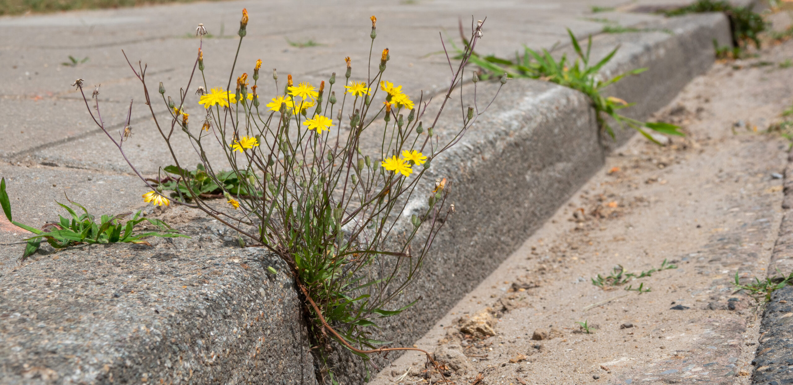 Gele bloemen groeien tussen stoeptegels en trottoirrand met wat onkruid eromheen.