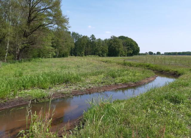 Een kronkelend beekje in een groen landschap met bomen en een heldere blauwe lucht.