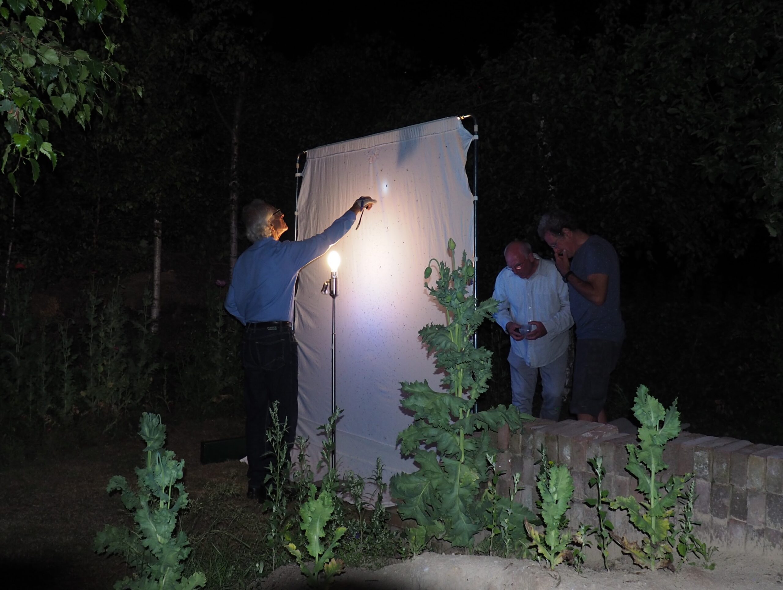 Drie mensen observeren insecten op een verlicht doek in het donker buiten.