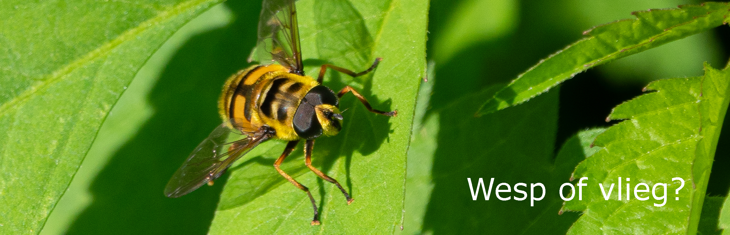 Een insect op een groen blad, met de tekst "Wesp of vlieg?"