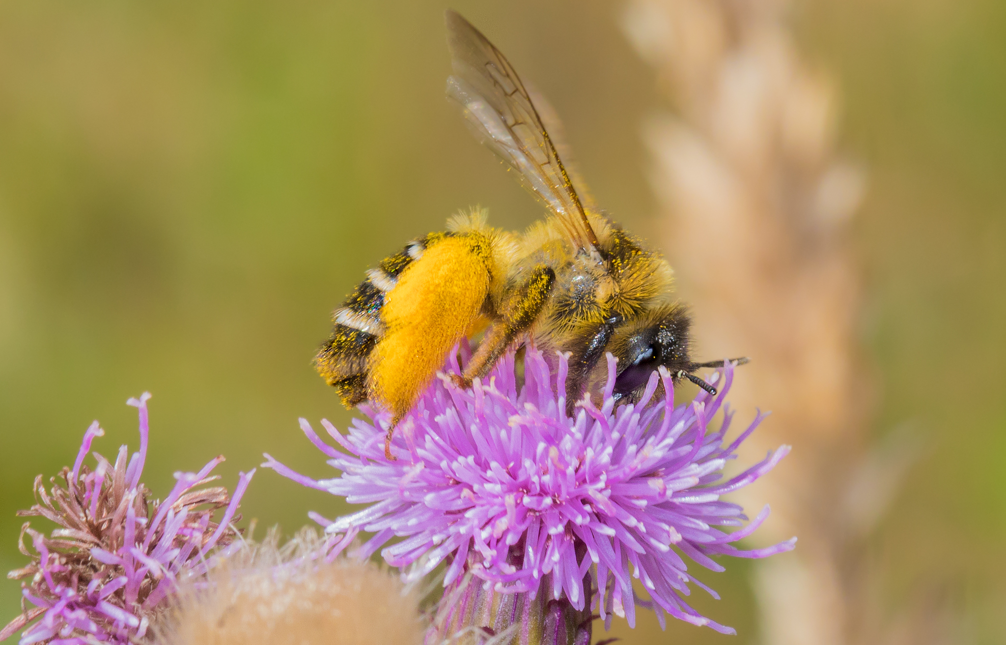 Bij op paarse bloem, verzamelt stuifmeel.