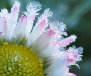 Madelief-LA-Oirschot