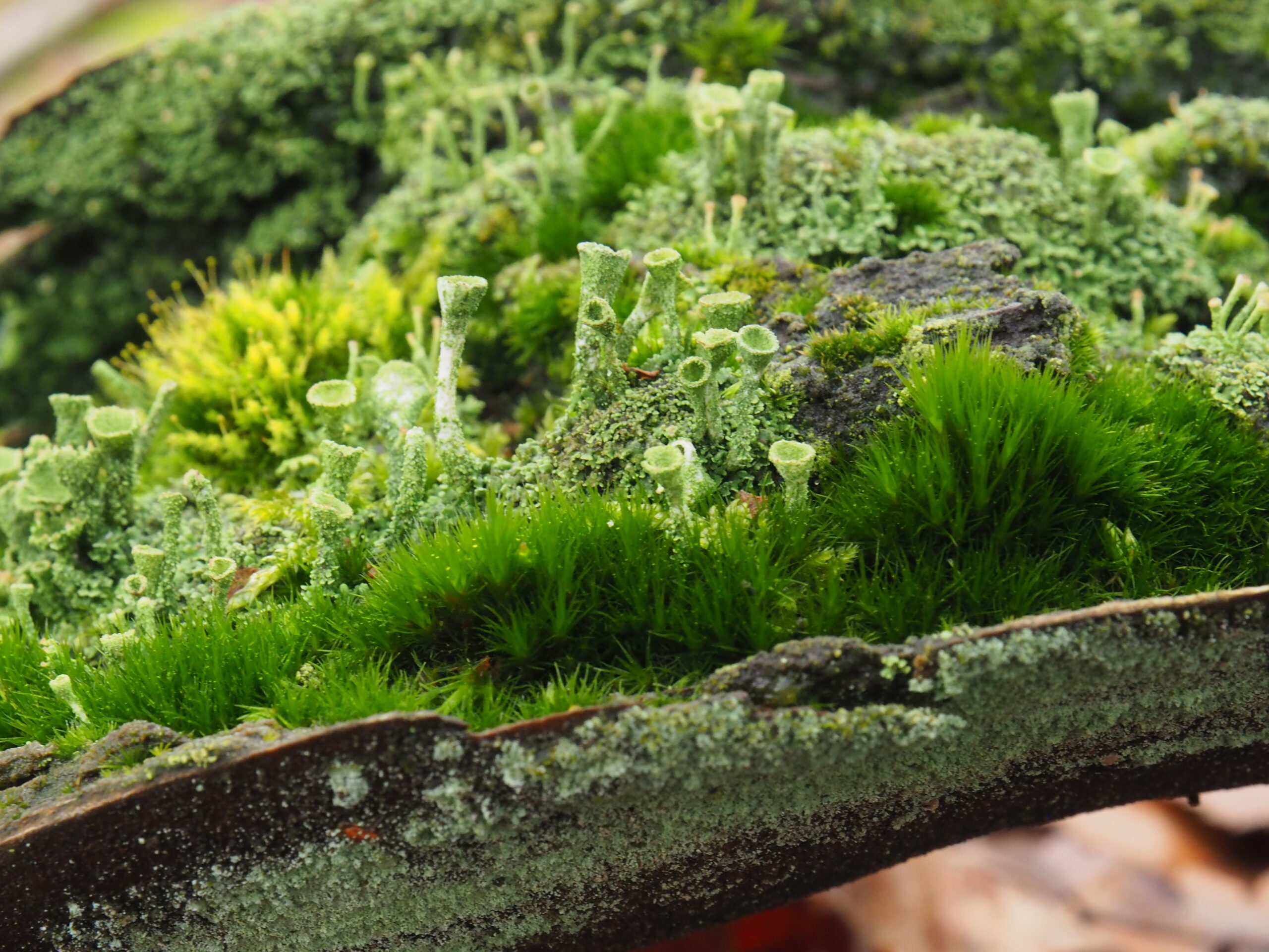 Groene mossen en bekermos groeien dicht op een vochtig stuk boomschors in een bos.