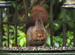 Rode eekhoorn-LA-Oirschot