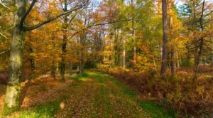 Bosspad in de herfst, met kleurrijke bomen en gevallen bladeren.
