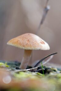 Een kleine paddenstoel groeit op een met mos bedekte ondergrond, met een onscherpe achtergrond.