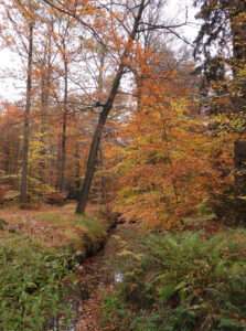 Herfstbos met oranje bladeren en beekje; varens op de voorgrond.