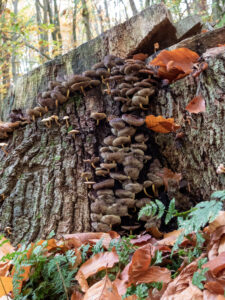 Paddenstoelen groeien op een boomstronk met herfstbladeren en varens eromheen in een bosomgeving.