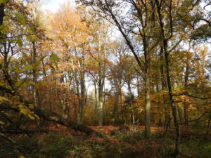 Herfstbos met kleurrijke bladeren, kale takken, en een omgevallen boom op de voorgrond.