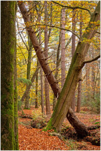 Bos met herfstkleurige bladeren en schuin groeiende bomen bedekt met mos.