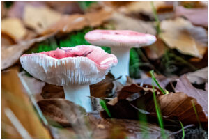 Twee roze paddenstoelen tussen bruine bladeren op de bosgrond.