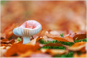Witte paddenstoel omringd door oranje herfstbladeren op een wazige achtergrond.