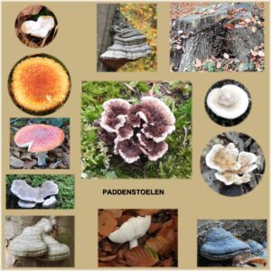 Verschillende soorten paddenstoelen op boomstammen en mos in een collage.