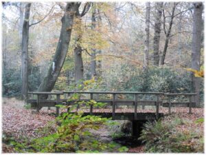 Houten brug in herfstbos, omgeven door kleurrijke bladeren en hoge bomen.