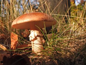 Bruine paddenstoel in gras en bladeren, warme herfstsfeer.