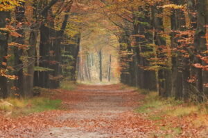 Herfstbos met een recht pad bedekt met rode bladeren, omgeven door hoge bomen.