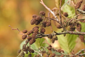 Bruine elzenproppen aan een tak met een onscherpe, herfstachtige achtergrond.