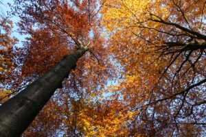 Hoog perspectief van bomen met kleurrijk herfstloof tegen een blauwe lucht.