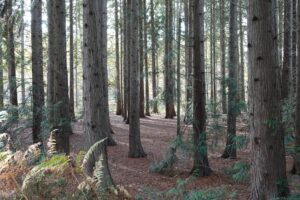 Hoge, rechte bomen in dicht bebost gebied, met groene varens en bruine bladeren op de grond.