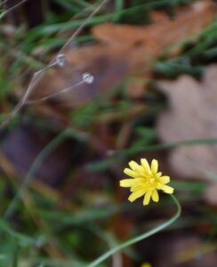 Gele bloem in scherpte, omringd door groen en vaag bruin herfstblad op de achtergrond.