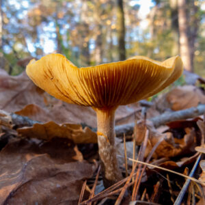 Oranje paddenstoel groeit op bosbodem bedekt met bladeren en takjes.