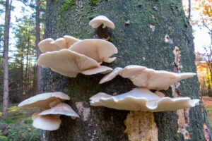 Witte paddenstoelen groeien op een met mos bedekte boomstam in een bos.