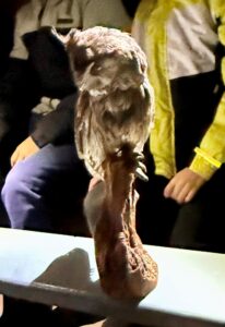 Uil zit op een tak met onscherpe mensen op de achtergrond in een donkere omgeving.