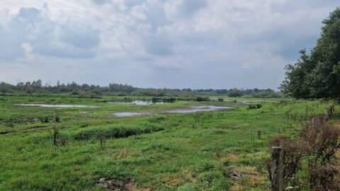 Groen landschap met vijvers, bomen in de verte, en bewolkte lucht. Rechts is een hek zichtbaar.