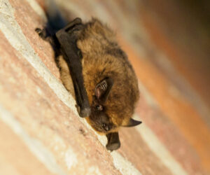 Gewone dwergvleermuis-LA-Oirschot