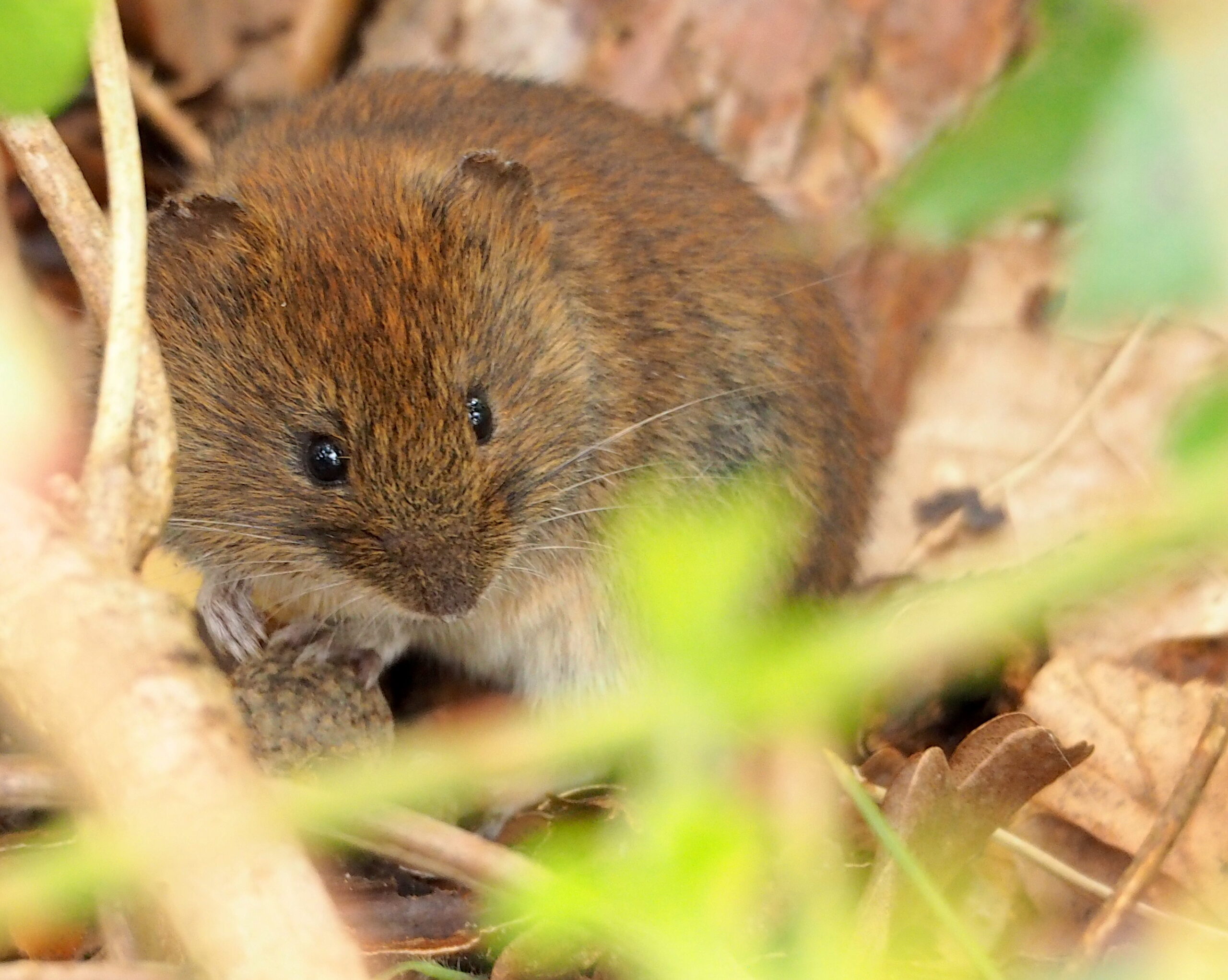Rosse woelmuis-LA-Oirschot