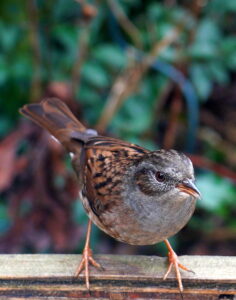 Een kleine bruine vogel zit op een houten rand, met groen wazig gebladerte op de achtergrond.