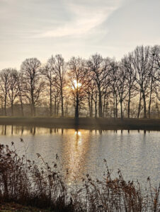 Zonsondergang boven een vijver met kale bomen en riet op de voorgrond.